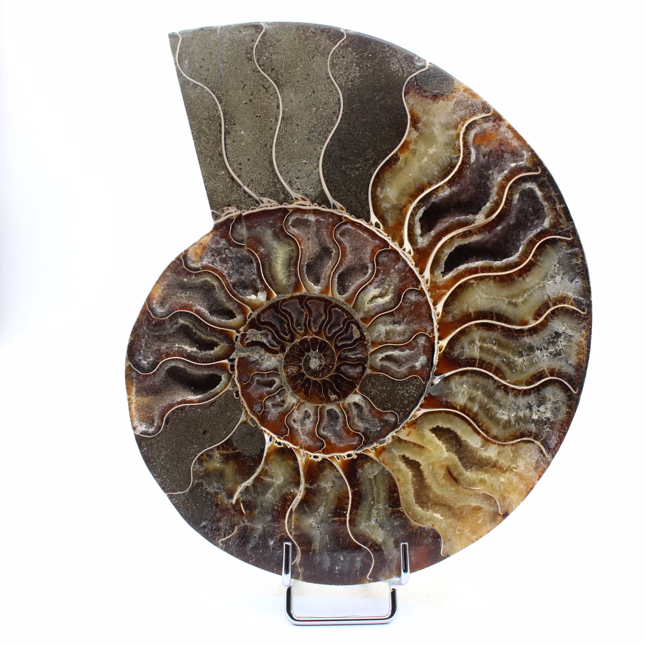 Polished ammonite from Madagascar