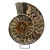 Fossil natural ammonite - 0
