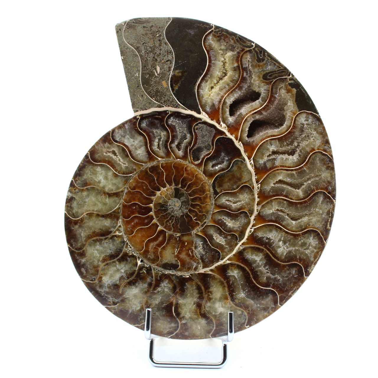Fossil natural ammonite