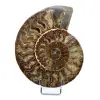 Fossil ammonite from Madagascar - 0