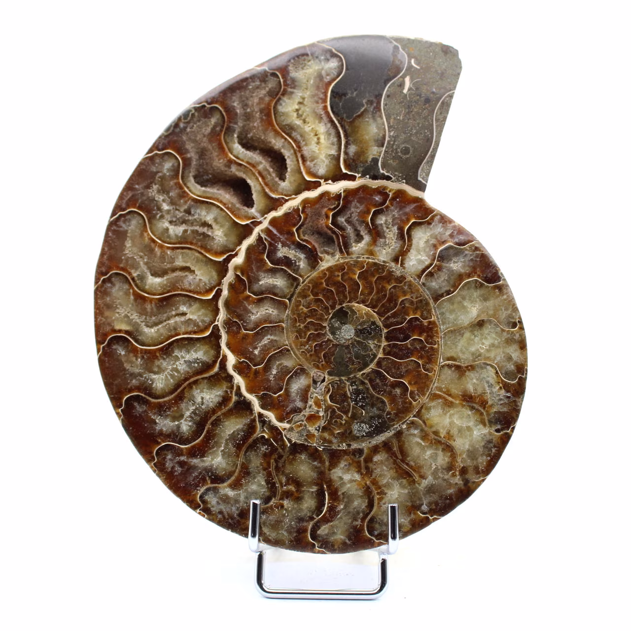 Fossil ammonite from Madagascar