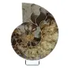 Ammonite from Madagascar - 0