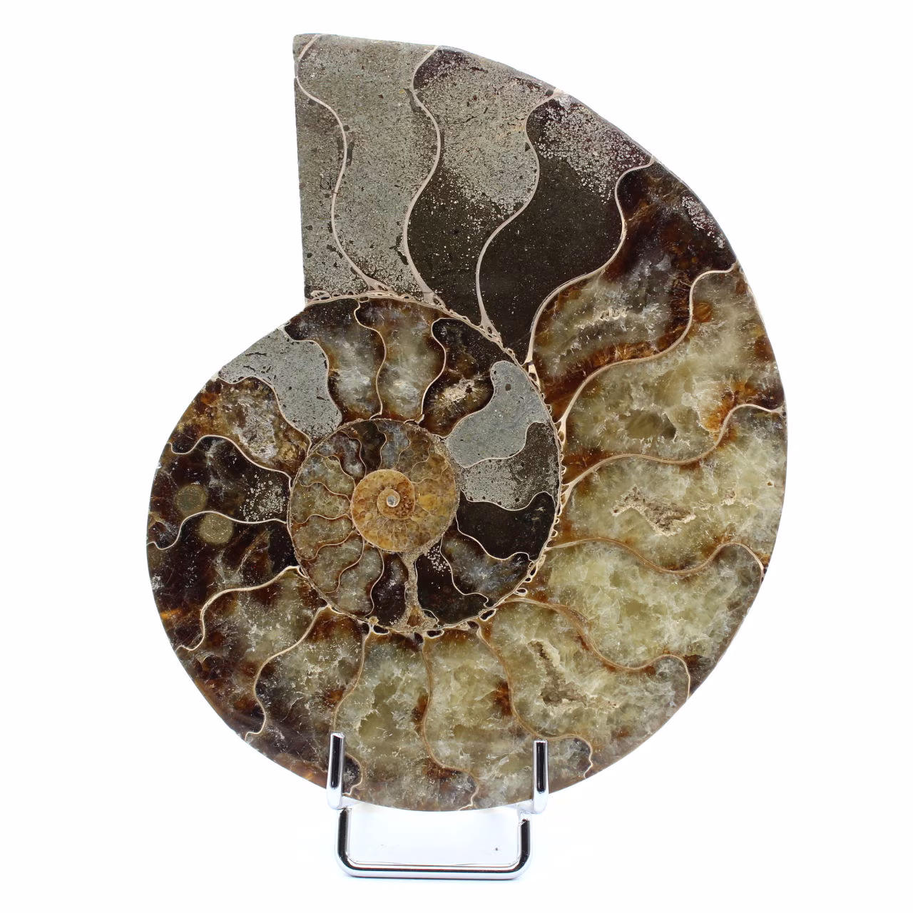 Ammonite from Madagascar