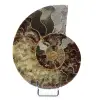 One Piece Ammonite Fossil - 0