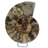 Polished sawn ammonite - 0