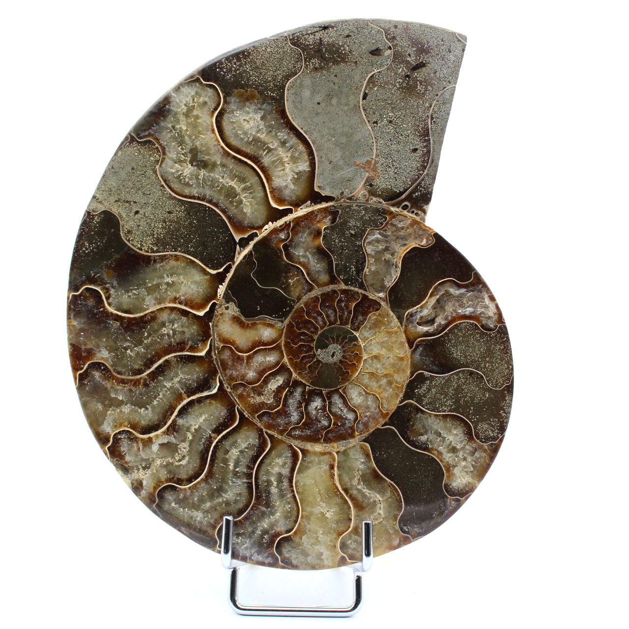 Polished sawn ammonite