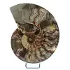 Polished Fossilized Ammonite - 0