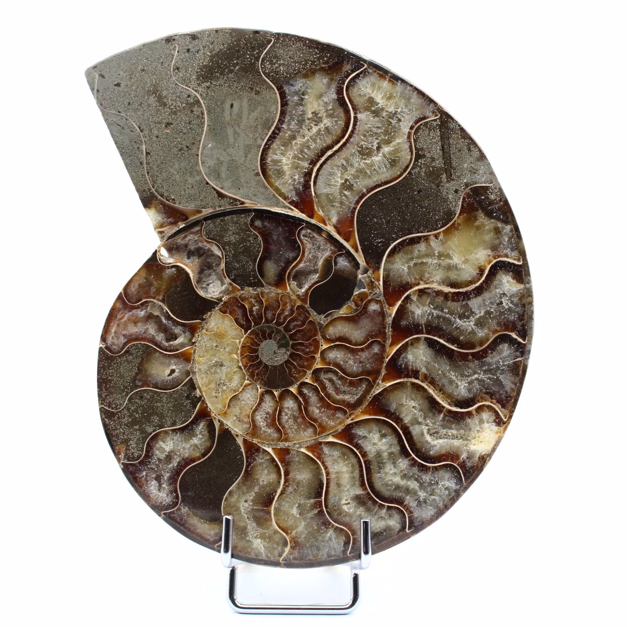 Polished Fossilized Ammonite