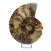 polished ammonite - 0