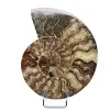 Natural polished ammonite from madagascar - 0