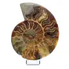 Fossil Polished Natural Ammonite - 0