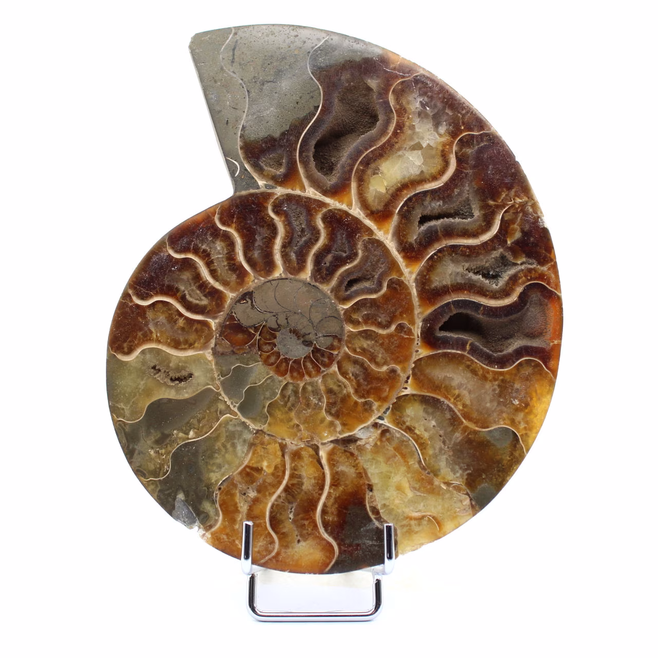 Fossil Polished Natural Ammonite