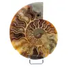 One Piece Ammonite - 0