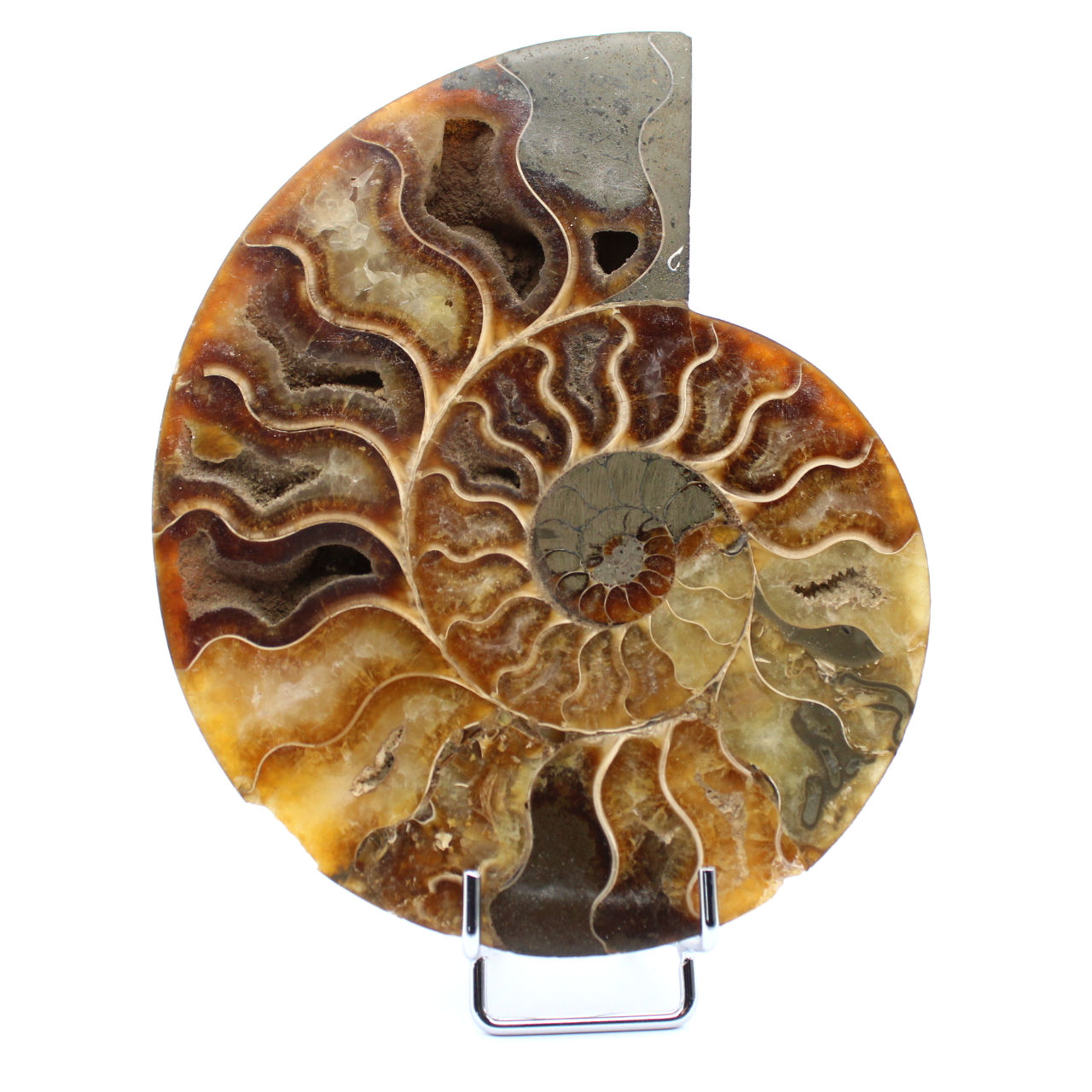 One Piece Ammonite
