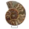 Polished fossil ammonite from Madagascar - 0