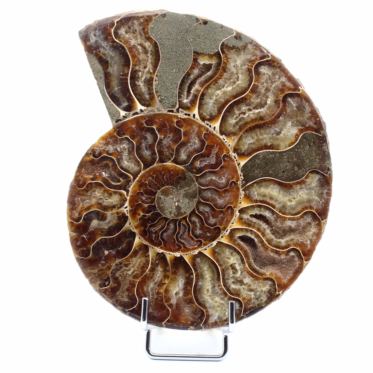 Polished fossil ammonite from Madagascar