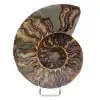 Polished ammonite from Madagascar - 0
