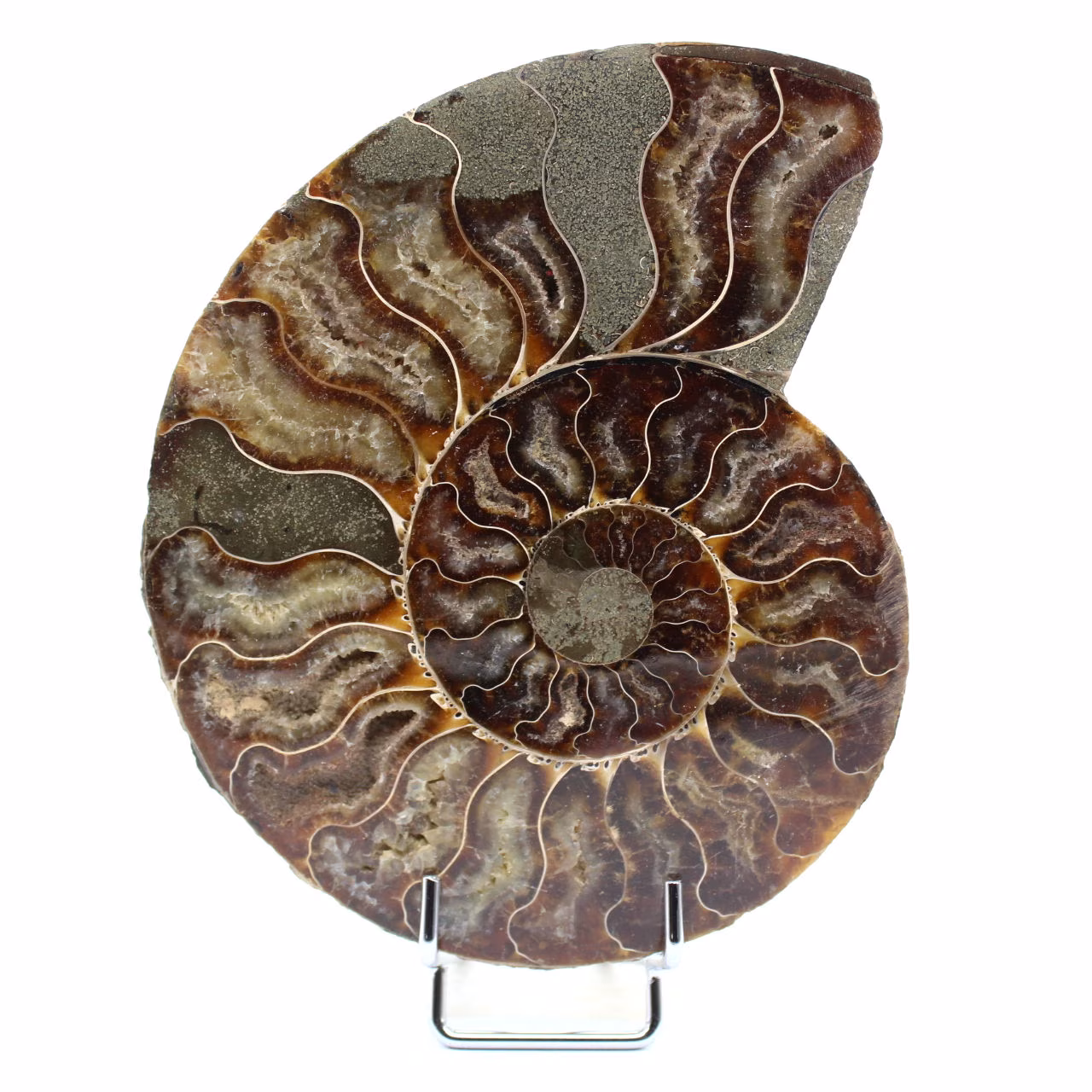 Polished ammonite from Madagascar