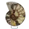 Natural ammonite from madagascar - 0