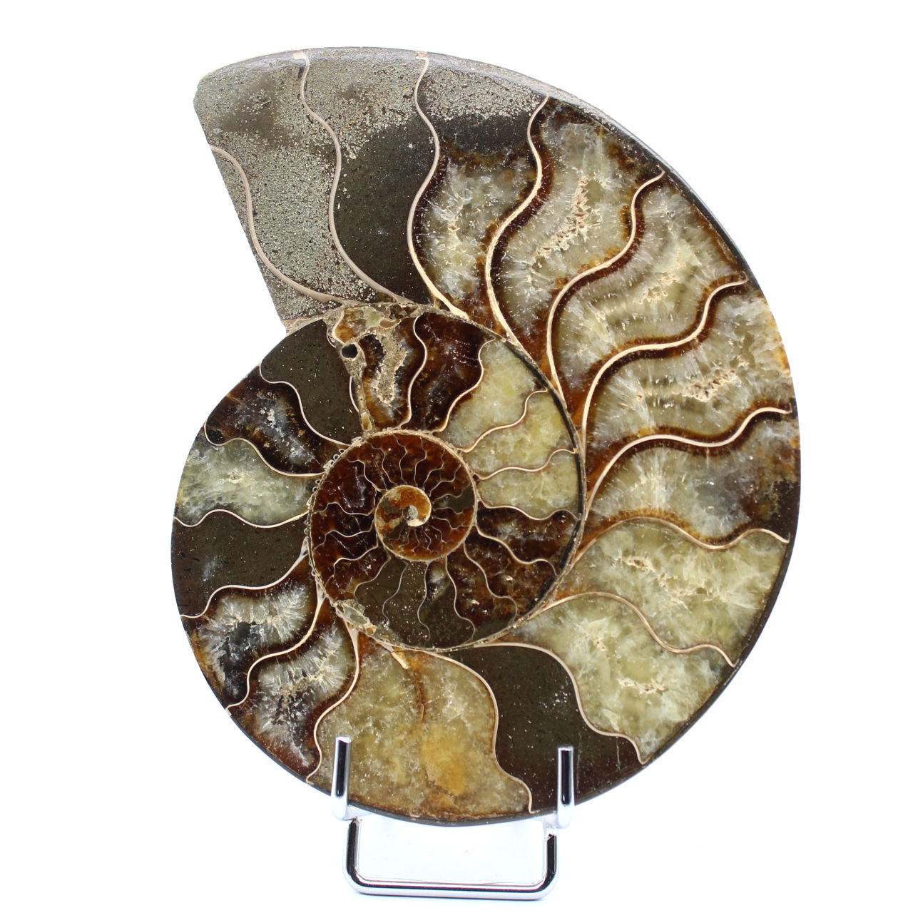 Natural ammonite from madagascar