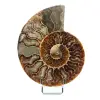 Fossil natural ammonite - 0