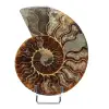 Fossil ammonite from Madagascar - 0