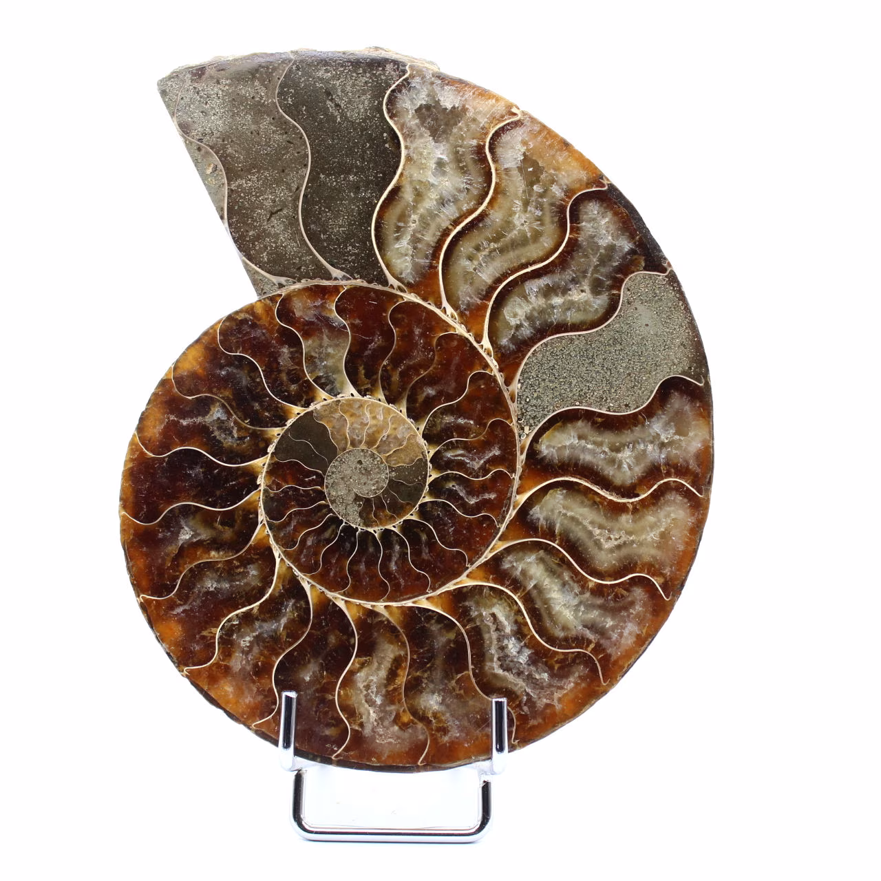 Fossil ammonite from Madagascar