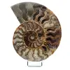 Ammonite from Madagascar - 0