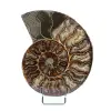 Polished sawn ammonite - 0