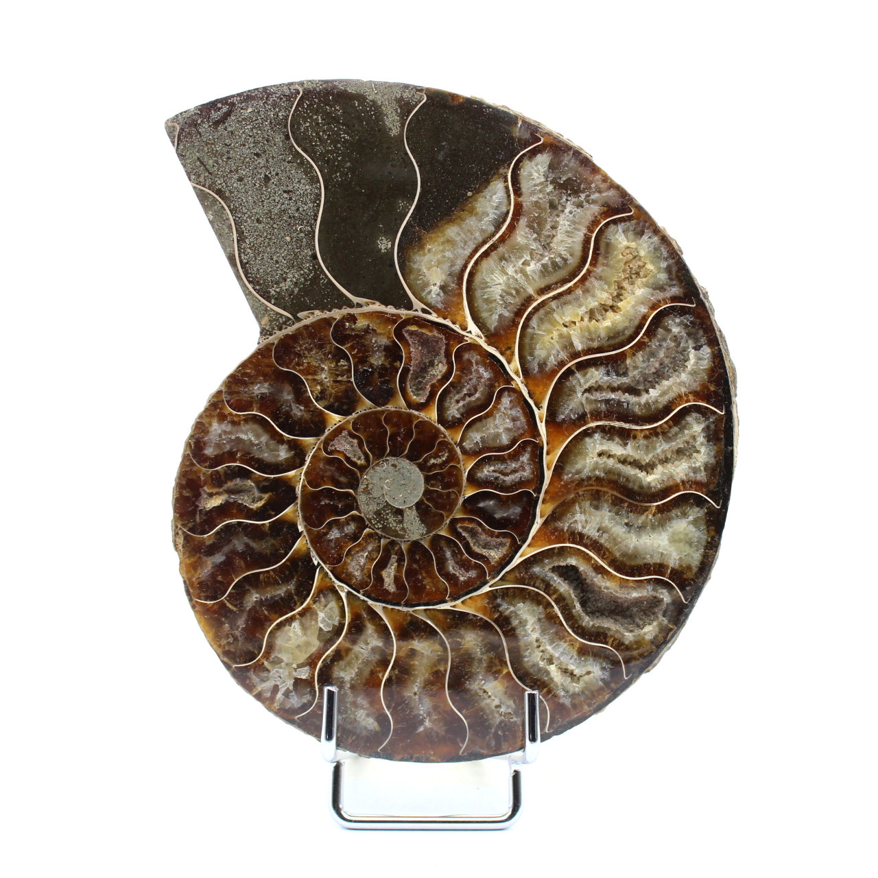 Polished sawn ammonite