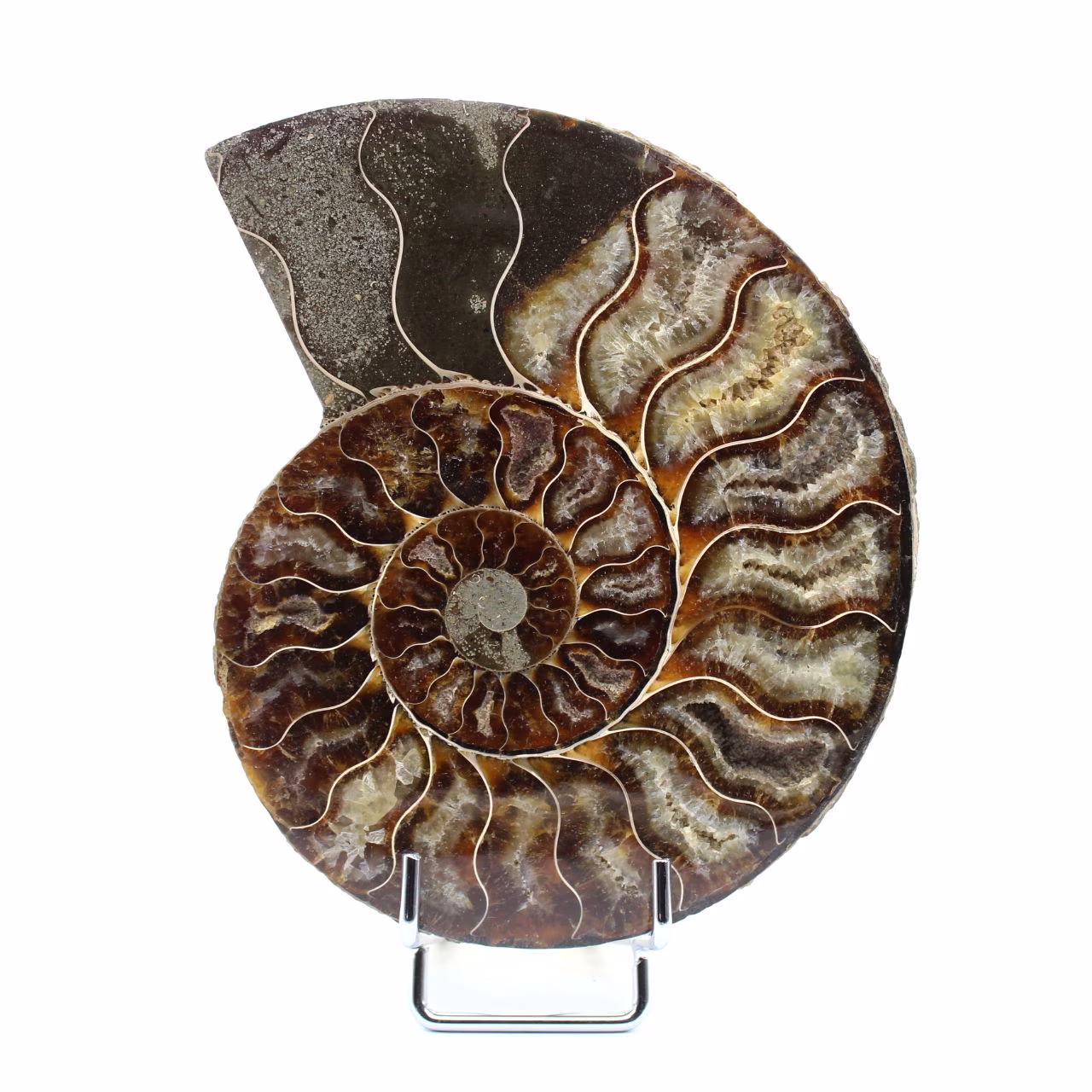 Polished sawn ammonite