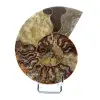 Polished fossil ammonite from Madagascar - 0