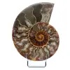 Natural ammonite from madagascar - 0