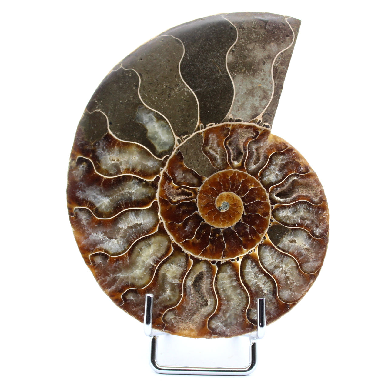 Natural ammonite from madagascar