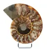 Fossil Polished Natural Ammonite - 0
