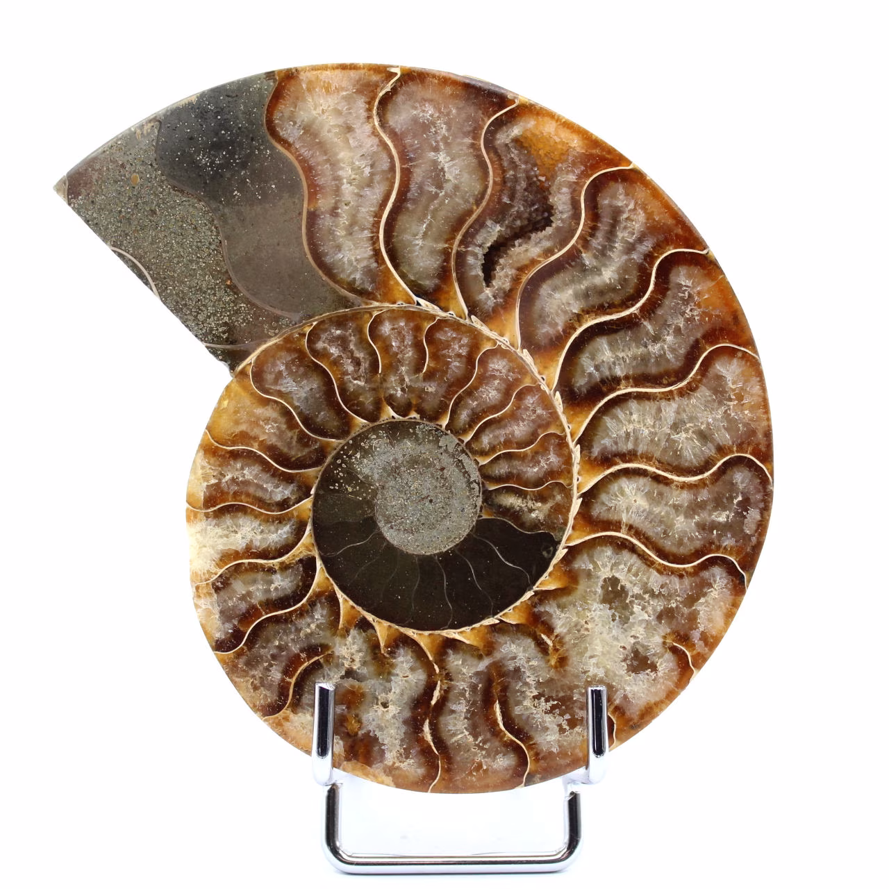 Fossil Polished Natural Ammonite