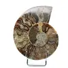 One Piece Ammonite - 0