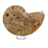 Fossil natural ammonite - 0