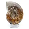 whole ammonite - 0