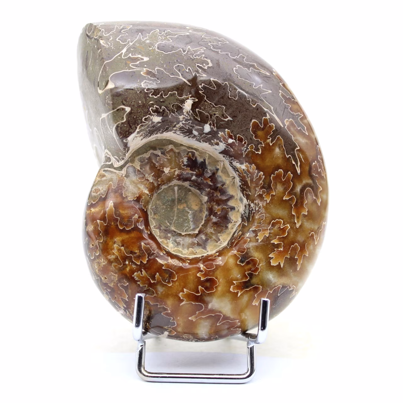 whole ammonite
