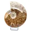 whole ammonite - 0