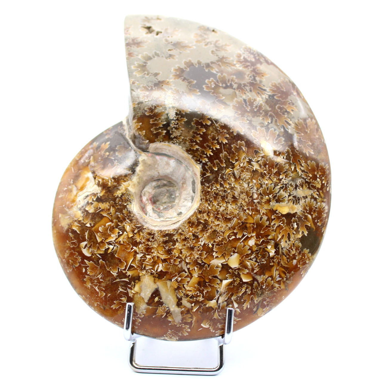 whole ammonite