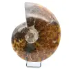 whole ammonite - 0