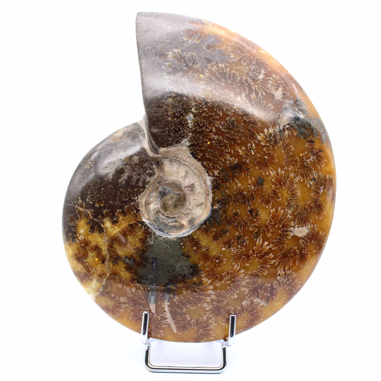 whole ammonite