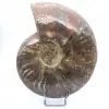 Damaged whole ammonite - 0