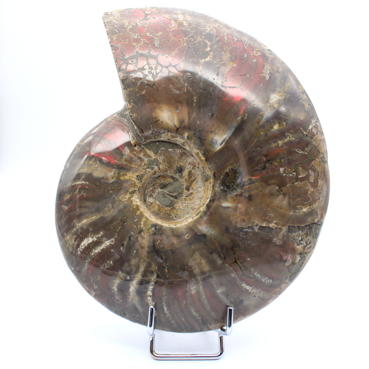 Damaged whole ammonite