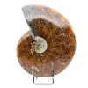Damaged whole ammonite - 0