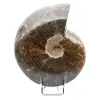 Damaged whole ammonite - 0