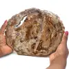 Fossil wood slice polished - 0