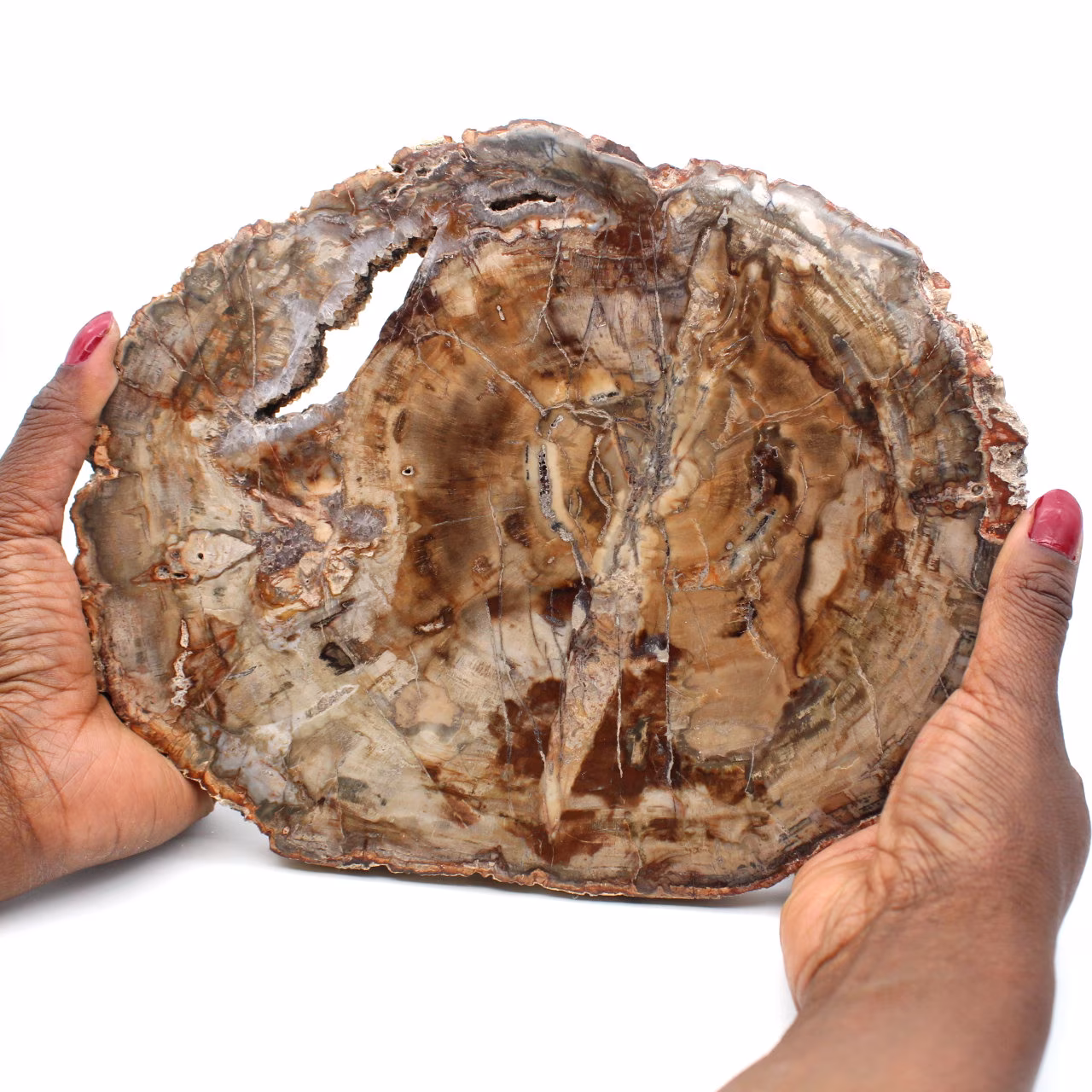 Fossil wood slice polished